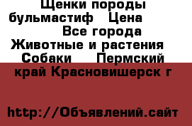 Щенки породы бульмастиф › Цена ­ 25 000 - Все города Животные и растения » Собаки   . Пермский край,Красновишерск г.